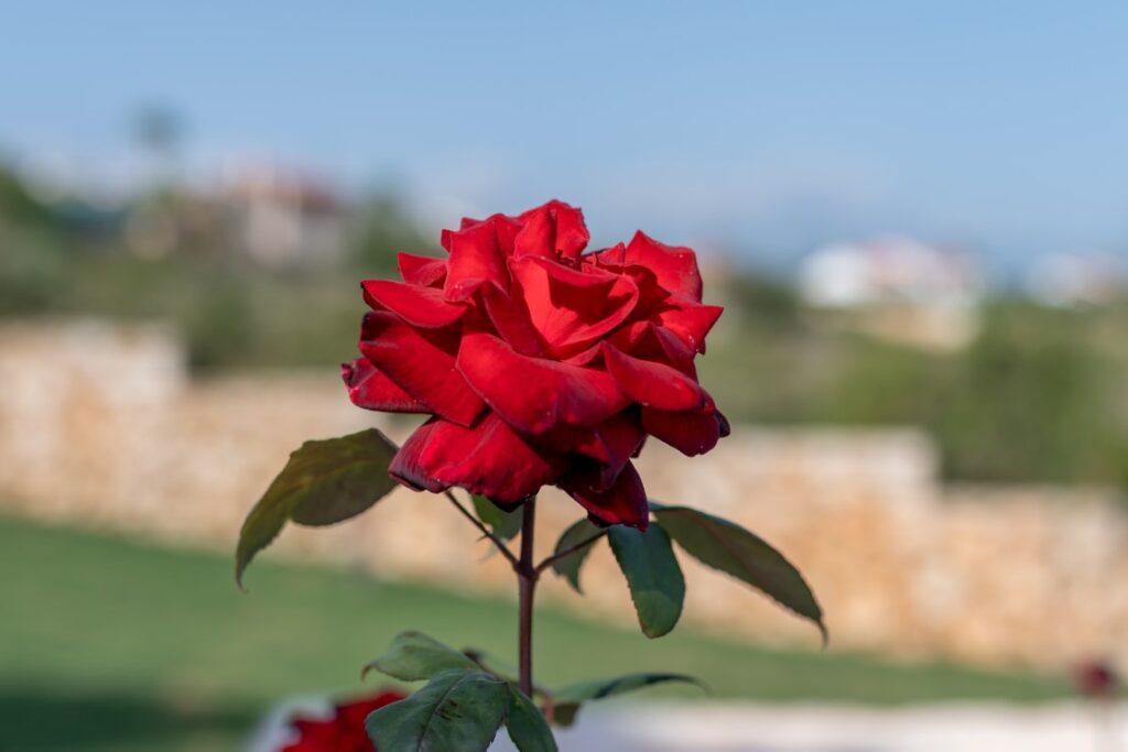 A GORGEOUS VILLA IN PLAKA