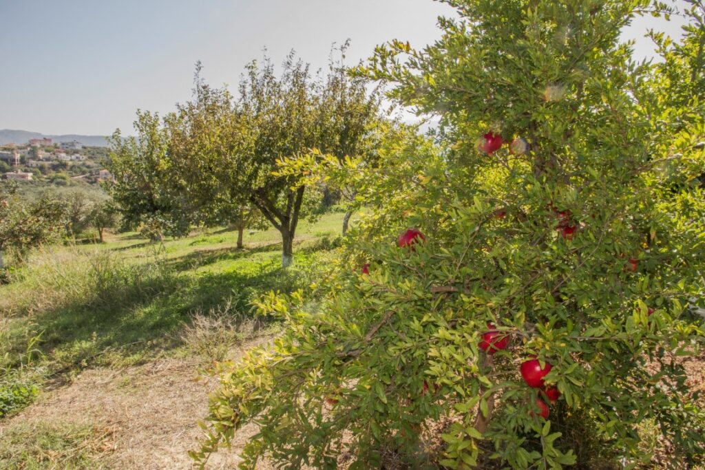 A SPACIOUS VILLA IN GALATAS