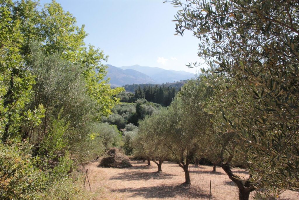 TWO COZY STONE VILLAS IN A GREEN EDEN IN PEMONIA AT A VERY FAIR PRICE