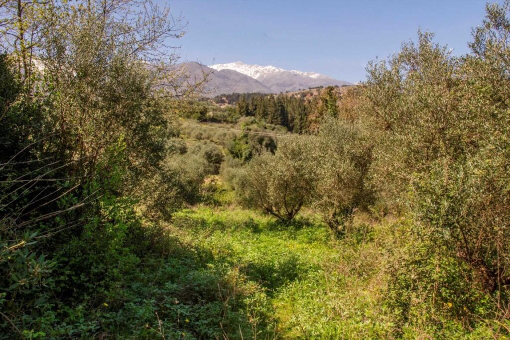 TWO COZY STONE VILLAS IN A GREEN EDEN IN PEMONIA AT A VERY FAIR PRICE